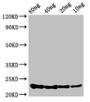 Western Blot; Positive WB detected in Recombinant protein; All lanes: csrA antibody at 3.4µg/ml; Secondary; Goat polyclonal to rabbit IgG at 1/50000 dilution; Predicted band size: 23 kDa; Observed band size: 23 kDa