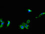 Immunofluorescent analysis of Hela cells using CAC11040 at dilution of 1:100 and Alexa Fluor 488-congugated AffiniPure Goat Anti-Rabbit IgG(H+L)