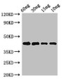 Western Blot; Positive WB detected in Recombinant protein; All lanes: Pollen allergen Phl p 5b antibody at 2.7µg/ml; Secondary; Goat polyclonal to rabbit IgG at 1/50000 dilution; predicted band size: 43 kDa; observed band size: 43 kDa