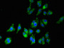 Immunofluorescent analysis of HepG2 cells using CAC11047 at dilution of 1:100 and Alexa Fluor 488-congugated AffiniPure Goat Anti-Rabbit IgG(H+L)