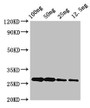 Western Blot; Positive WB detected in Recombinant protein; All lanes: albA antibody at 3.4µg/ml; Secondary; Goat polyclonal to rabbit IgG at 1/50000 dilution; Predicted band size: 27 kDa; Observed band size: 27 kDa