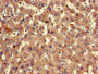 Immunohistochemistry of paraffin-embedded human liver tissue using CAC11051 at dilution of 1:100