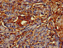 Immunohistochemistry of paraffin-embedded human pancreatic tissue using CAC11054 at dilution of 1:100