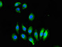 Immunofluorescent analysis of A549 cells using CAC11054 at dilution of 1:100 and Alexa Fluor 488-congugated AffiniPure Goat Anti-Rabbit IgG(H+L)