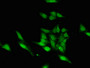 Immunofluorescent analysis of Hela cells using CAC11056 at dilution of 1:100 and Alexa Fluor 488-congugated AffiniPure Goat Anti-Rabbit IgG(H+L)