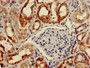 Immunohistochemistry of paraffin-embedded human kidney tissue using CAC11060 at dilution of 1:100