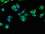Immunofluorescent analysis of HepG2 cells using CAC11060 at dilution of 1:100 and Alexa Fluor 488-congugated AffiniPure Goat Anti-Rabbit IgG(H+L)