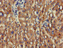 Immunohistochemistry of paraffin-embedded human liver tissue using CAC11068 at dilution of 1:100