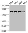Western Blot; Positive WB detected in Recombinant protein; All lanes: htpG antibody at 3µg/ml; Secondary; Goat polyclonal to rabbit IgG at 1/50000 dilution; predicted band size: 72 kDa; observed band size: 72 kDa;