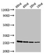 Western Blot; Positive WB detected in Recombinant protein; All lanes: esxA antibody at 2.8µg/ml; Secondary; Goat polyclonal to rabbit IgG at 1/50000 dilution; predicted band size: 27kDa; observed band size: 27 kDa;