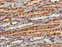 Immunohistochemistry of paraffin-embedded human kidney tissue using CAC11094 at dilution of 1:100