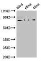 Western Blot; Positive WB detected in Recombinant protein; All lanes: NP antibody at 2µg/ml; Secondary; Goat polyclonal to rabbit IgG at 1/50000 dilution; predicted band size: 84 kDa; observed band size: 84 kDa;