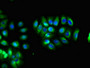 Immunofluorescent analysis of A549 cells using CAC11099 at dilution of 1:100 and Alexa Fluor 488-congugated AffiniPure Goat Anti-Rabbit IgG(H+L)