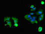 Immunofluorescent analysis of MCF-7 cells using CAC11102 at dilution of 1:100 and Alexa Fluor 488-congugated AffiniPure Goat Anti-Rabbit IgG(H+L)