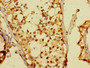Immunohistochemistry of paraffin-embedded human testis tissue using CAC11110 at dilution of 1: 100