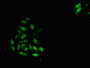 Immunofluorescent analysis of Hela cells using CAC11115 at dilution of 1:100 and Alexa Fluor 488-congugated AffiniPure Goat Anti-Rabbit IgG(H+L)