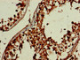 Immunohistochemistry of paraffin-embedded human testis tissue using CAC11120 at dilution of 1:100