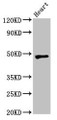 Western Blot; Positive WB detected in: Rat heart tissue; All lanes: WSB1 antibody at 2.5µg/ml; Secondary; Goat polyclonal to rabbit IgG at 1/50000 dilution; Predicted band size: 48, 31, 28, 25 kDa; Observed band size: 48 kDa;