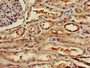 Immunohistochemistry of paraffin-embedded human kidney tissue using CAC11122 at dilution of 1:100