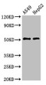 Western Blot; Positive WB detected in: A549 whole cell lysate, HepG2 whole cell lysate; All lanes: TAT antibody at 3µg/ml; Secondary; Goat polyclonal to rabbit IgG at 1/50000 dilution; Predicted band size: 51 kDa; Observed band size: 51 kDa;