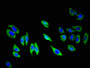 Immunofluorescent analysis of A549 cells using CAC11125 at dilution of 1:100 and Alexa Fluor 488-congugated AffiniPure Goat Anti-Rabbit IgG(H+L)