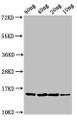 Western Blot; Positive WB detected in Recombinant protein; All lanes: yebF antibody at 2.7µg/ml; Secondary; Goat polyclonal to rabbit IgG at 1/50000 dilution; Predicted band size: 15 kDa; Observed band size: 15 kDa;