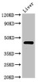 Western Blot; Positive WB detected in: Rat liver tissue; All lanes: PREB antibody at 3µg/ml; Secondary; Goat polyclonal to rabbit IgG at 1/50000 dilution; Predicted band size: 46 kDa; Observed band size: 46 kDa;