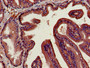 Immunohistochemistry of paraffin-embedded human prostate tissue using CAC11139 at dilution of 1:100