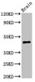 Western Blot; Positive WB detected in: Mouse brain tissue; All lanes: UHMK1 antibody at 3µg/ml; Secondary; Goat polyclonal to rabbit IgG at 1/50000 dilution; Predicted band size: 47, 39, 40 kDa; Observed band size: 47 kDa;