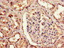 Immunohistochemistry of paraffin-embedded human kidney tissue using CAC11156 at dilution of 1:100