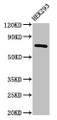 Western Blot; Positive WB detected in: HEK293 whole cell lysate; All lanes: AACS antibody at 2.5µg/ml; Secondary; Goat polyclonal to rabbit IgG at 1/50000 dilution; Predicted band size: 76, 68, 31 kDa; Observed band size: 76 kDa