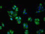 Immunofluorescent analysis of HepG2 cells using CAC11161 at dilution of 1:100 and Alexa Fluor 488-congugated AffiniPure Goat Anti-Rabbit IgG(H+L)