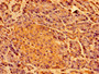 Immunohistochemistry of paraffin-embedded human pancreatic tissue using CAC11164 at dilution of 1:100