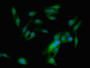 Immunofluorescent analysis of Hela cells using CAC11165 at dilution of 1:100 and Alexa Fluor 488-congugated AffiniPure Goat Anti-Rabbit IgG(H+L)