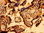 Immunohistochemistry of paraffin-embedded human placenta tissue using CAC11168 at dilution of 1:100