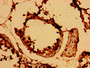 Immunohistochemistry of paraffin-embedded human testis tissue using CAC11169 at dilution of 1:100