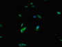 Immunofluorescent analysis of Hela cells using CAC11172 at dilution of 1:100 and Alexa Fluor 488-congugated AffiniPure Goat Anti-Rabbit IgG(H+L)