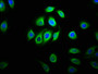 Immunofluorescence staining of A549 cells with CAC11173 at 1:133, counter-stained with DAPI. The cells were fixed in 4% formaldehyde, permeabilized using 0.2% Triton X-100 and blocked in 10% normal Goat Serum. The cells were then incubated with the antibody overnight at 4°C. The secondary antibody was Alexa Fluor 488-congugated AffiniPure Goat Anti-Rabbit IgG(H+L).
