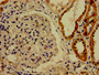 Immunohistochemistry of paraffin-embedded human kidney tissue using CAC11182 at dilution of 1:100
