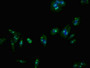 Immunofluorescent analysis of HepG2 cells using CAC11185 at dilution of 1:100 and Alexa Fluor 488-congugated AffiniPure Goat Anti-Rabbit IgG(H+L)