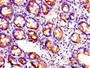Immunohistochemistry of paraffin-embedded human small intestine tissue using CAC11187 at dilution of 1:100