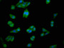Immunofluorescence staining of HepG2 cells with CAC11190 at 1:100, counter-stained with DAPI. The cells were fixed in 4% formaldehyde, permeabilized using 0.2% Triton X-100 and blocked in 10% normal Goat Serum. The cells were then incubated with the antibody overnight at 4°C. The secondary antibody was Alexa Fluor 488-congugated AffiniPure Goat Anti-Rabbit IgG(H+L).