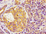 Immunohistochemistry of paraffin-embedded human pancreatic tissue using CAC11192 at dilution of 1:100