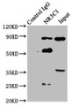 Immunoprecipitating NR3C1 in Hela whole cell lysate; , Lane 1: Rabbit control IgG instead in Hela whole cell lysate. For western blotting, a HRP-conjugated Protein G antibody was used as the secondary antibody (1/5000); , Lane 2: CAC11199 (8µg) + Hela whole cell lysate (500µg); , Lane 3: Hela whole cell lysate (20µg)