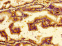 Immunohistochemistry of paraffin-embedded human prostate tissue using CAC11200 at dilution of 1:100