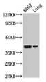 Western Blot; Positive WB detected in: K562 whole cell lysate, Rat lung tissue; All lanes: PTX3 antibody at 2µg/ml; Secondary; Goat polyclonal to rabbit IgG at 1/50000 dilution; Predicted band size: 42 kDa; Observed band size: 42 kDa