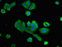 Immunofluorescent analysis of HepG2 cells using CAC11201 at dilution of 1:100 and Alexa Fluor 488-congugated AffiniPure Goat Anti-Rabbit IgG(H+L)