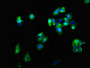 Immunofluorescent analysis of HepG2 cells using CAC11213 at dilution of 1:100 and Alexa Fluor 488-congugated AffiniPure Goat Anti-Rabbit IgG(H+L)