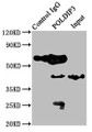 Immunoprecipitating POLDIP3 in Jurkat whole cell lysate; , Lane 1: Rabbit control IgG instead in Jurkat whole cell lysate., For western blotting, a HRP-conjugated Protein G antibody was used as the secondary antibody (1/2000); , Lane 2: CAC11219 (8µg) + Jurkat whole cell lysate (500µg); , Lane 3: Jurkat whole cell lysate (10µg);