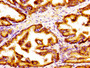 Immunohistochemistry of paraffin-embedded human prostate tissue using CAC11220 at dilution of 1:100
